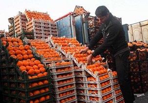 توزیع ۸۴ تن سیب و پرتقال در شهرضا
