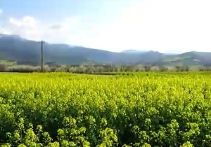 نمایی از طبیعت سرسبز در «مرزین» + فیلم