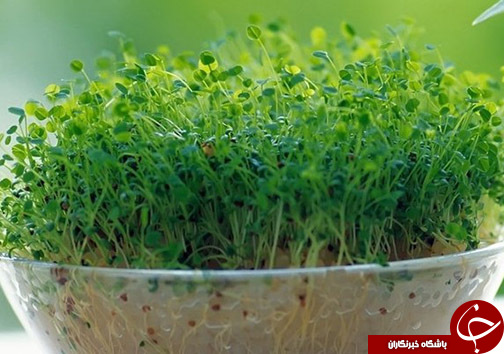 سبزه نماد تولد دوباره طبیعت / برکت سفره هفت سین و سرمایه ملی آینده