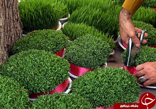 سبزه نماد تولد دوباره طبیعت / برکت سفره هفت سین و سرمایه ملی آینده