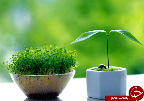 سبزه نماد تولد دوباره طبیعت / برکت سفره هفت سین و سرمایه ملی آینده