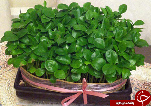 سبزه نماد تولد دوباره طبیعت / برکت سفره هفت سین و سرمایه ملی آینده