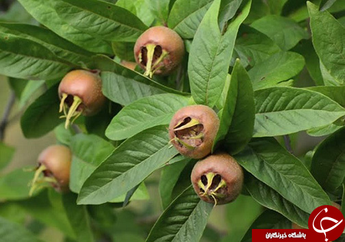 علی آباد کتول، شهری با فرش مخملی سبزو خودنمایی آبشارخزه&zwnj;ای