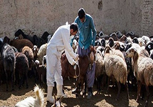 طرح مایه کوبی تب برفکی دام سبک در مهاباد آغاز شد