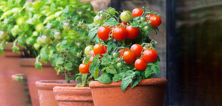 گوجه گیلاسی خانگی بکارید گوجه گیلاسی خانگی بکارید