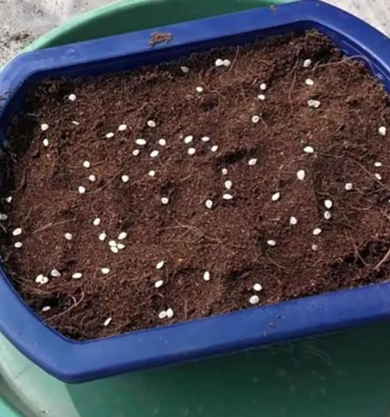 گوجه گیلاسی خانگی بکارید گوجه گیلاسی خانگی بکارید