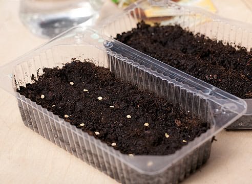 گوجه گیلاسی خانگی بکارید گوجه گیلاسی خانگی بکارید