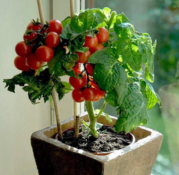 گوجه گیلاسی خانگی بکارید گوجه گیلاسی خانگی بکارید