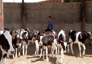 تخصیص تسهیلات اشتغالزایی به شهرستان شوشتر