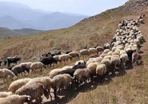 دام مولد قاچاق در" کوهدشت " کشف شد