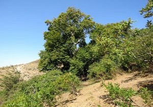 ثبت دو درخت کهنسال استان قزوین در فهرست میراث ملی طبیعی