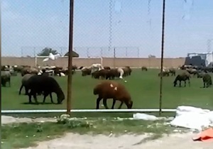زمین چمن فوتبال یا چراگاه گوسفندان؟! + فیلم