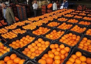 ۳۰۰ تن سیب و پرتغال در سمنان توزیع می‌شود