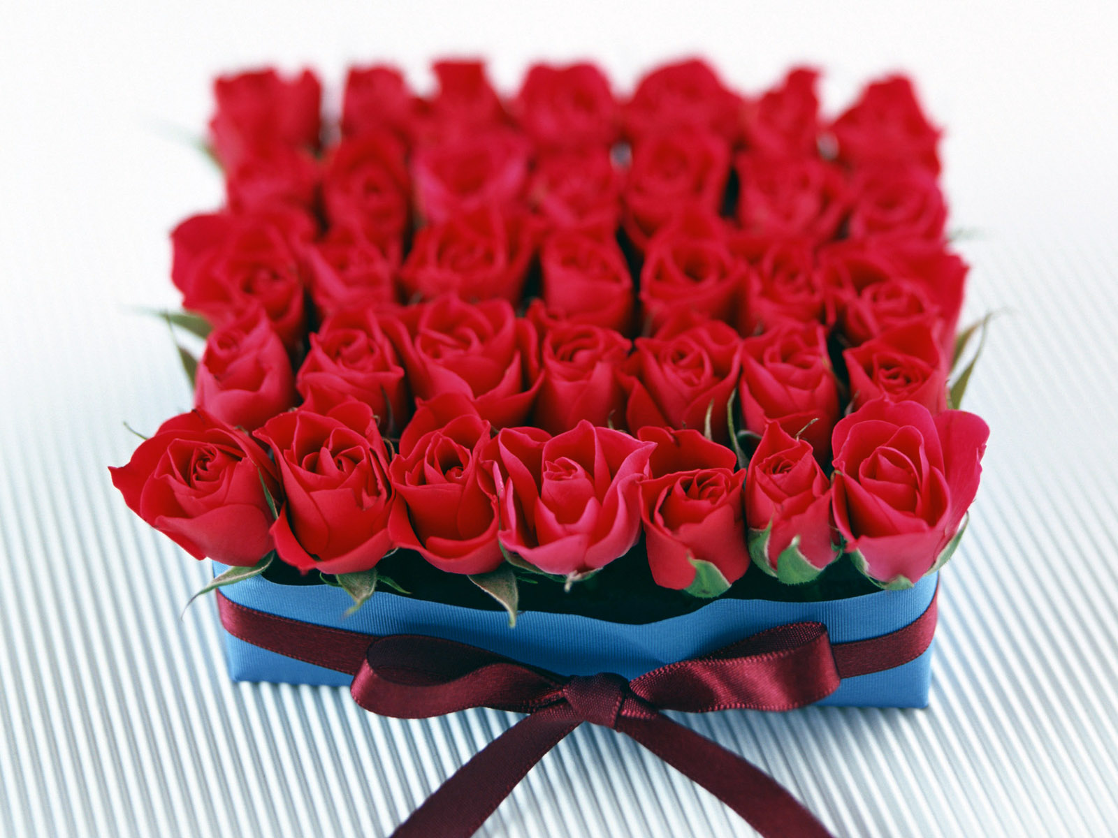 ظرفیتی اشتغالزا با رنگ و لعاب عاشقانه / ظرفیت ویژه برای تولید گل رز در کهگیلویه وبویراحمد