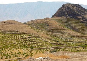 استعدادیابی ۱۵۱ هکتار زمین ملی در سیریک