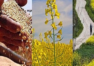 تسویه حدود ۷۲ درصد غرامت‌های بخش کشاورزی و دامی