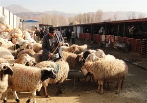 کشف ۱۰۲ راس دام قاچاق در شهرستان نیر