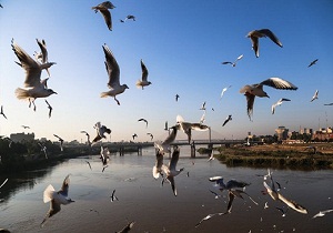 آب‌های خوزستان، میزبان ۲۰۰ هزار پرنده مهاجر