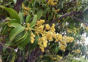 آغاز گل دهی درختان انبه در میناب