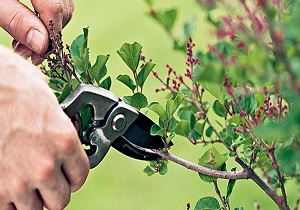 آخرین روز‌های سال، بهترین زمان برای هرس زدن درختان است