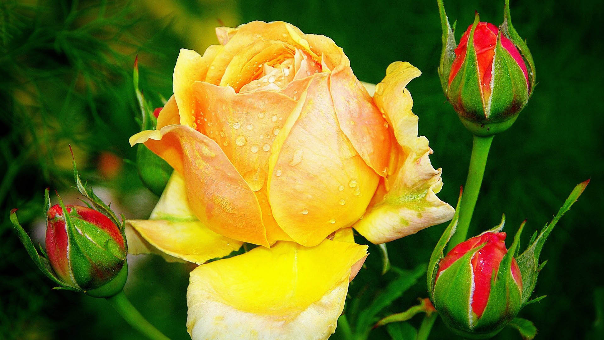 ایده های جدید برای کادوی روز مادر