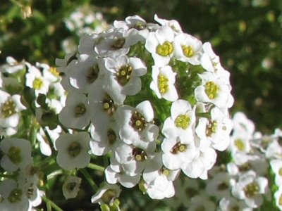 کدام گل برای روز مادر مناسب است؟