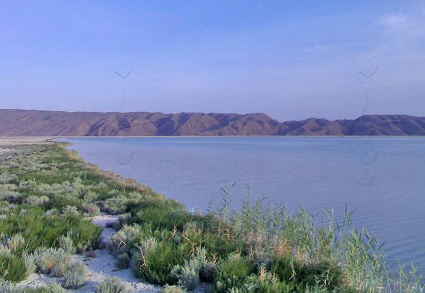 تالاب هیرم زیستگاه مناسب برای پرندگان آبزی