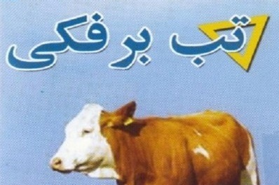 عملیات واکسیناسیون تب برفکی در شهرستان بوشهر آغاز شد