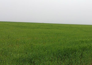 پیش بینی ۱۸۰ هزار تن تولید کلزا در گلستان