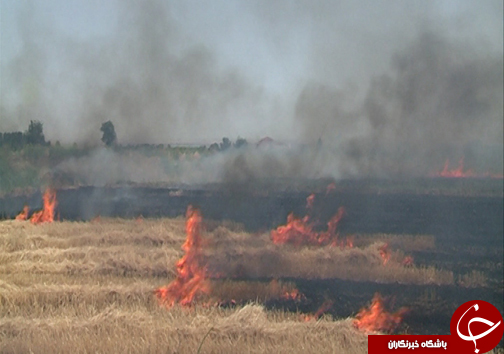 کاه یا کوهی از سرمایه