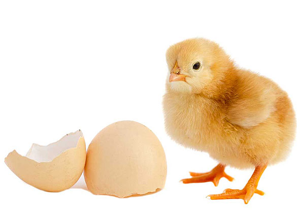جوجه یکروزه گوشتی کیلویی چند؟