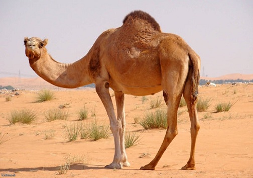 مرگ چتر باز تهرانی در قشم به بهانه باز نشدن چتر نجات