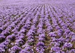 توسعه کشت زعفران و گیاهان دارویی در اردبیل