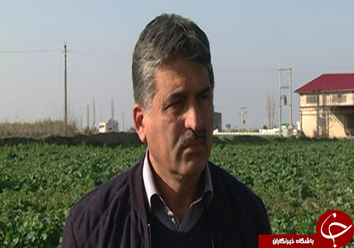 نبود الگوی کشت و قیمت تضمینی مناسب سیب زمینی / سیب زمینی کاران گلستانی با نگرانی به سراغ کشت می&zwnj;روند