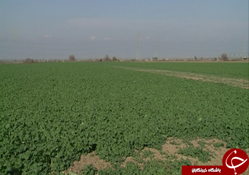 نبود الگوی کشت و قیمت تضمینی مناسب سیب زمینی / سیب زمینی کاران گلستانی با نگرانی به سراغ کشت می&zwnj;روند