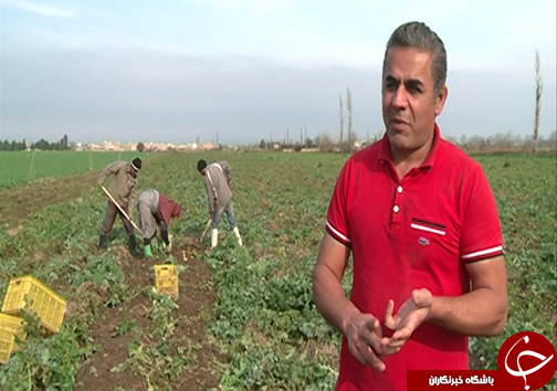 نبود الگوی کشت و قیمت تضمینی مناسب سیب زمینی / سیب زمینی کاران گلستانی با نگرانی به سراغ کشت می&zwnj;روند