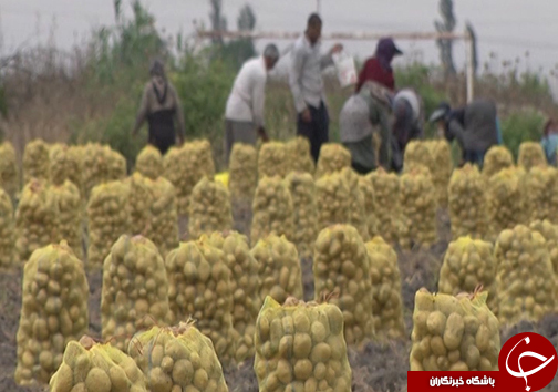 نبود الگوی کشت و قیمت تضمینی مناسب سیب زمینی / سیب زمینی کاران گلستانی با نگرانی به سراغ کشت می&zwnj;روند