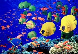تولید ۴۵۰ هزار قطعه انواع ماهیان زینتی در استان زنجان