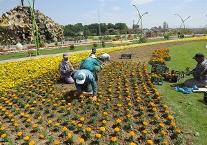 آغاز گل کاری عیدانه از هفته آینده