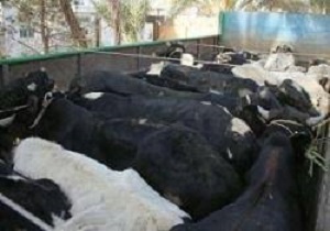 توقیف دو دستگاه کامیون حامل احشام قاچاق در بوئین زهرا