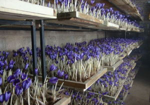 برگزاری کارگاه کشت زعفران به روش گلخانه‌ای در مهاباد