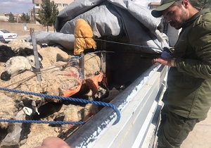 توقیف خودروی حامل گوسفند زنده در آرین شهر