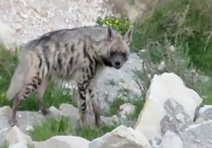 دپویی/ رهاسازی یک کفتار در شهرستان جم + فیلم
