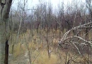 درختانی که بی‌توجهی خشکشان کرد! + فیلم