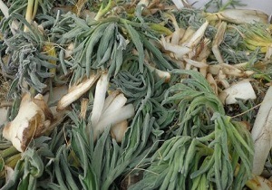 کشف بیش از ۲۰۰ کیلوگرم گیاه کما درقائن