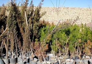 توزیع نهال رایگان به مناسبت هفته منابع طبیعی