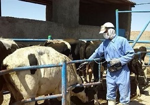 واگذاری واکسیناسیون بیش از یک میلیون راس دام در قزوین به بخش خصوصی