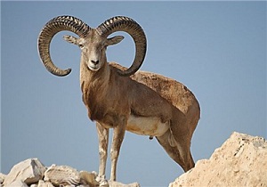 متخلف خرید و فروش جانواران وحشی در فضای مجازی شناسایی شد