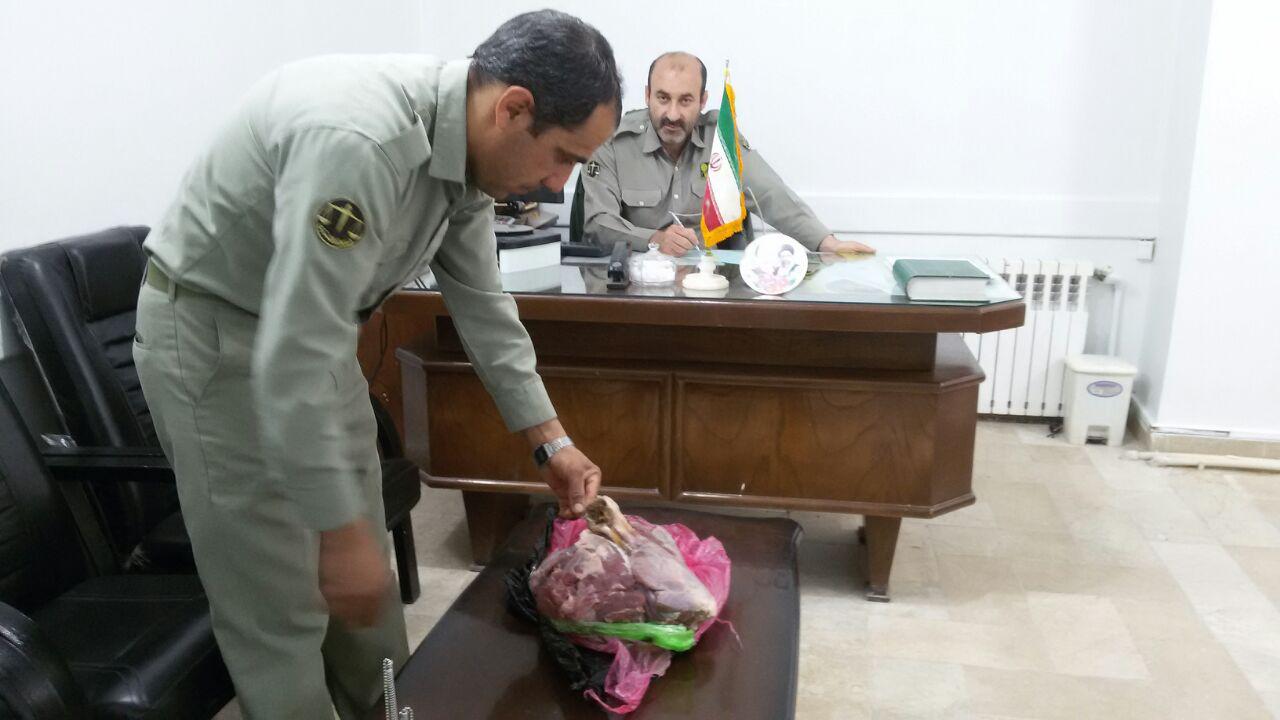 کشف اجزاء و لاشه یک راس قوچ ومیش وحشی درفرودگاه مشهد