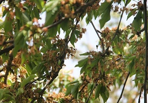 خسارت 5 هزار میلیارد ریالی سرما به باغ های مشگین شهر